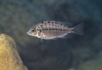 Protomelas sp. 'steveni imperial' Gome